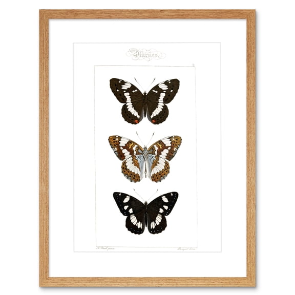 Butterflies Black and Brown Art Print Framed Poster Wall Decor 9x7 inch
