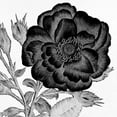 thumbnail image 2 of Allen, Kimberly 12x12 Gold Ornate Wood Framed with Double Matting Museum Art Print Titled - Black and White Bloom 1, 2 of 4