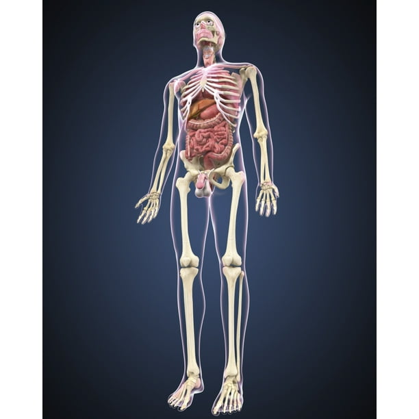 Full length view of male human body with organs Stretched Canvas