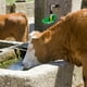 thumbnail image 5 of Bebedero de ovejas, cuenco de agua para animales, fuente de agua automática (verde), 1 unidad, 5 of 6