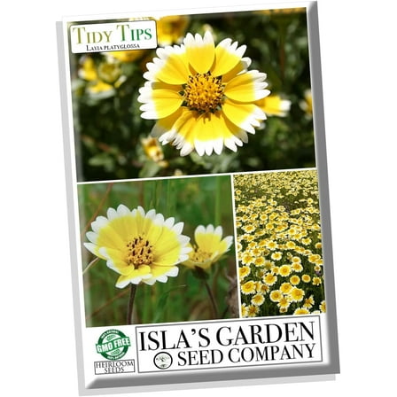 Tidy Tips Flower Seeds, 500 Seeds Per Packet, , Layia Platyglossa, Isla's Garden Seeds