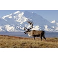 thumbnail image 2 of Art.com Caribou bull in fall colors with Mount McKinley in the background, Denali National Park, Alaska Photographic Print by Steve Kazlowski, 36" x 24", 2 of 4