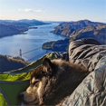 thumbnail image 2 of Hamac de Camping - Hamac Portable Accessoires de Camping pour Extérieur, 2 of 4