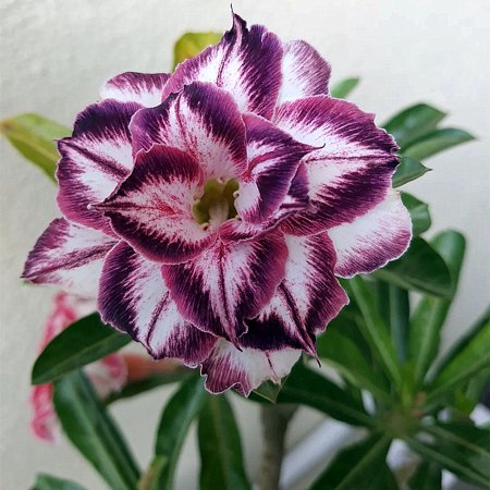 Desert Rose ,Fall or Spring Indoor or Outdoor(Desert Rose for Planting) Continuously, Drought Tolerant,Desert Rose For Sale