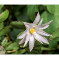 thumbnail image 3 of White Easter Cactus Plant in 5 Inch Pot, Spring Easter Cactus Plants, Succulent Plant Indoor Garden, 3 of 6