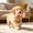 Orange, variant on Winter Poetry Upgrade Bone Shaped Dog Chew Toy, Teeth Cleaning Dental Stick, TPR Teething Play Toy for Small Medium Canines, 2.76x2.76x2.36in B