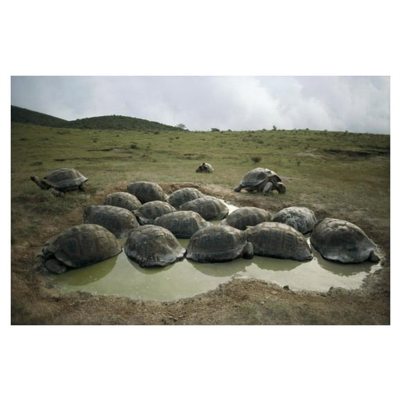 Galapagos Giant Tortoises wallowing, Alcedo Volcano, Galapagos-Paper Art-38"x26"