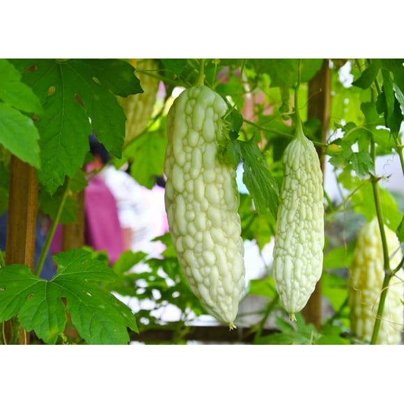 Bitter Gourd