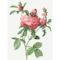 thumbnail image 3 of Redoute, Pierre Joseph 15x18 Black Modern Framed Museum Art Print Titled - Cabbage Rose bloom, One Hundred Leaved Rose, Rosa centifolia prolifera foliacea, 3 of 5
