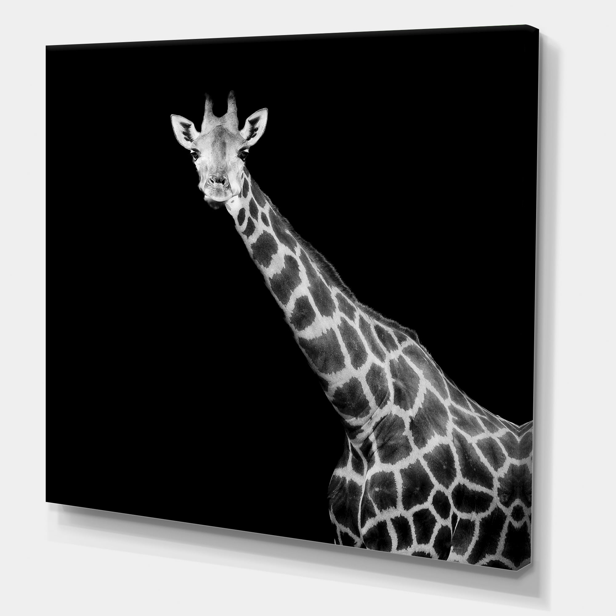 Designart ' Close Up Portrait Of A Giraffe On Black I ' Farmhouse Canvas Wall Art Print