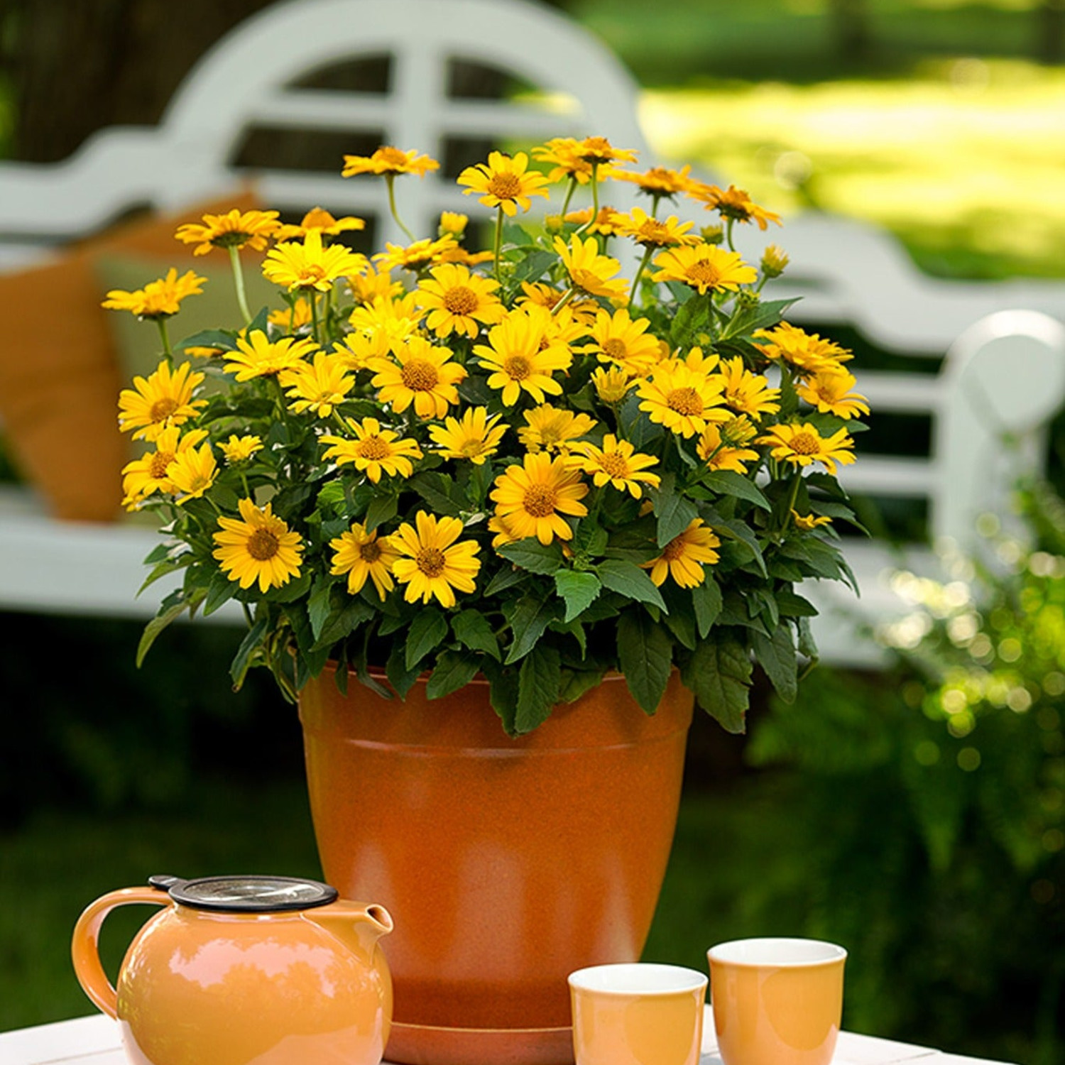 Proven Winners 6" Yellow 'Tuscan Sun' False Sunflower Live Plant in 6.5" Pot