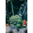 thumbnail image 3 of Calabrese Broccoli Seeds/ Annual/ Full Sun/ 9K Seeds 1 oz/Zellajake Farm and Garden - B16, 3 of 5