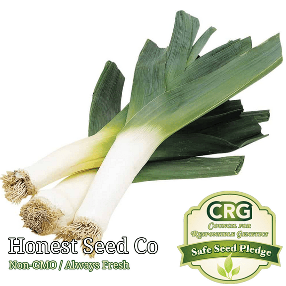 250  Leek Seeds Organic | Non-GMO | Fresh Vegetable Garden Seeds USA