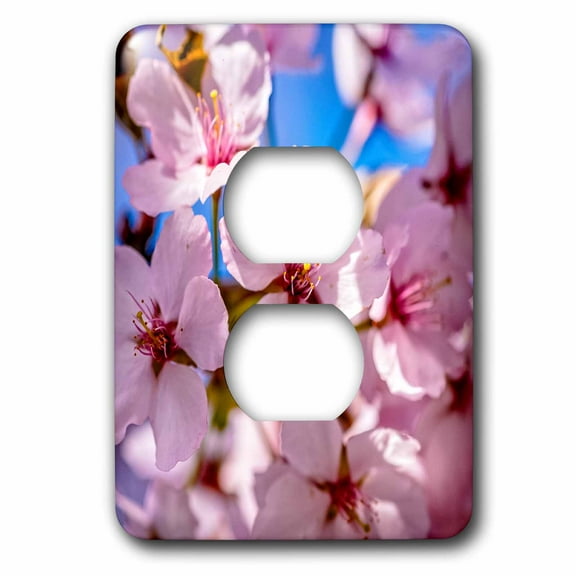 3dRose, Bunch of pink sakura flowers. Hanami season at its height, 2 plug outlet cover
