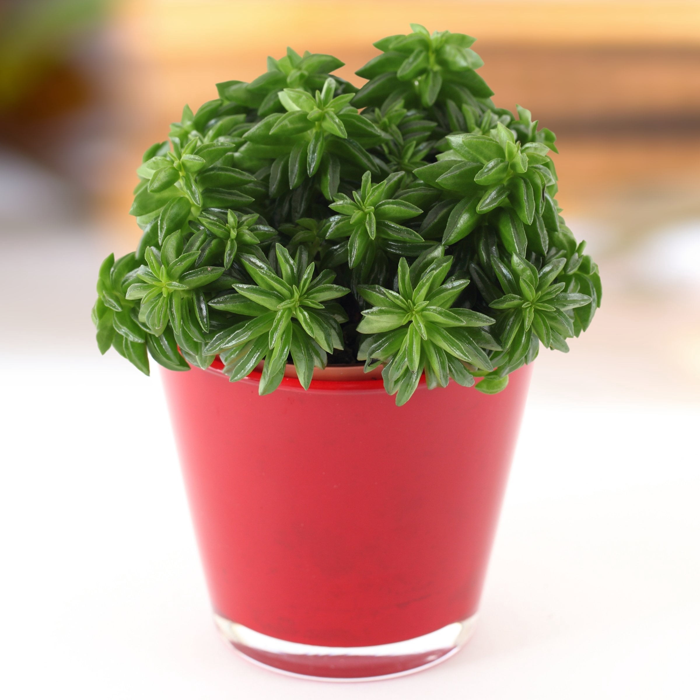 4 in. Peperomia Nevada Happy Bean Plant in Grower Container