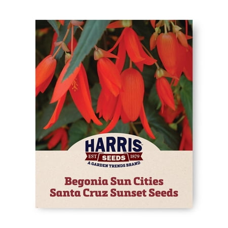 Harris Seeds Begonia Sun Cities Santa Cruz Sunset F1 Cascading Red Orange Flowers 10 Count