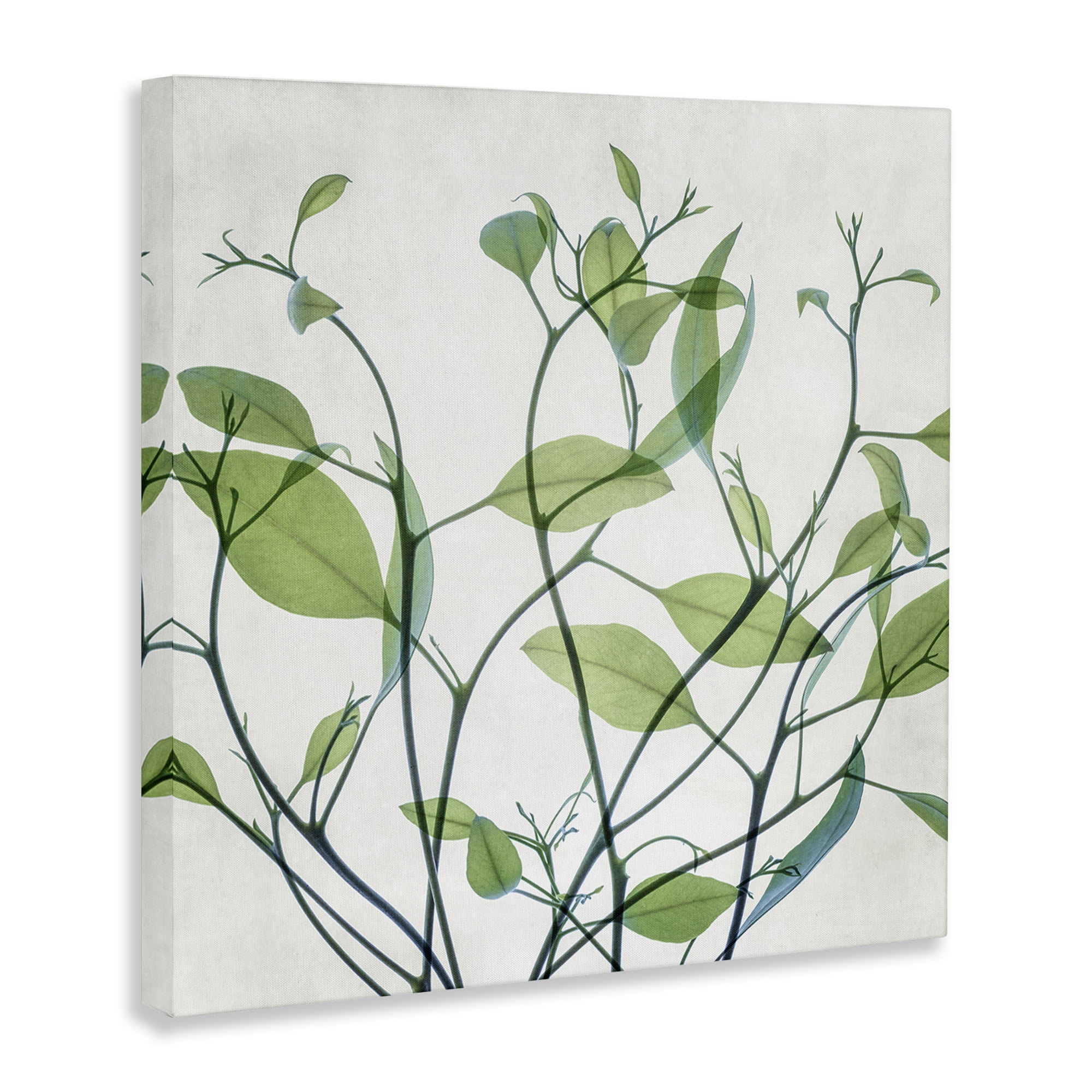 Stupell Industries Twisting Green Vines Botanical & Floral Painting Gallery Wrapped Canvas Art Print Wall Art, 36 x 36