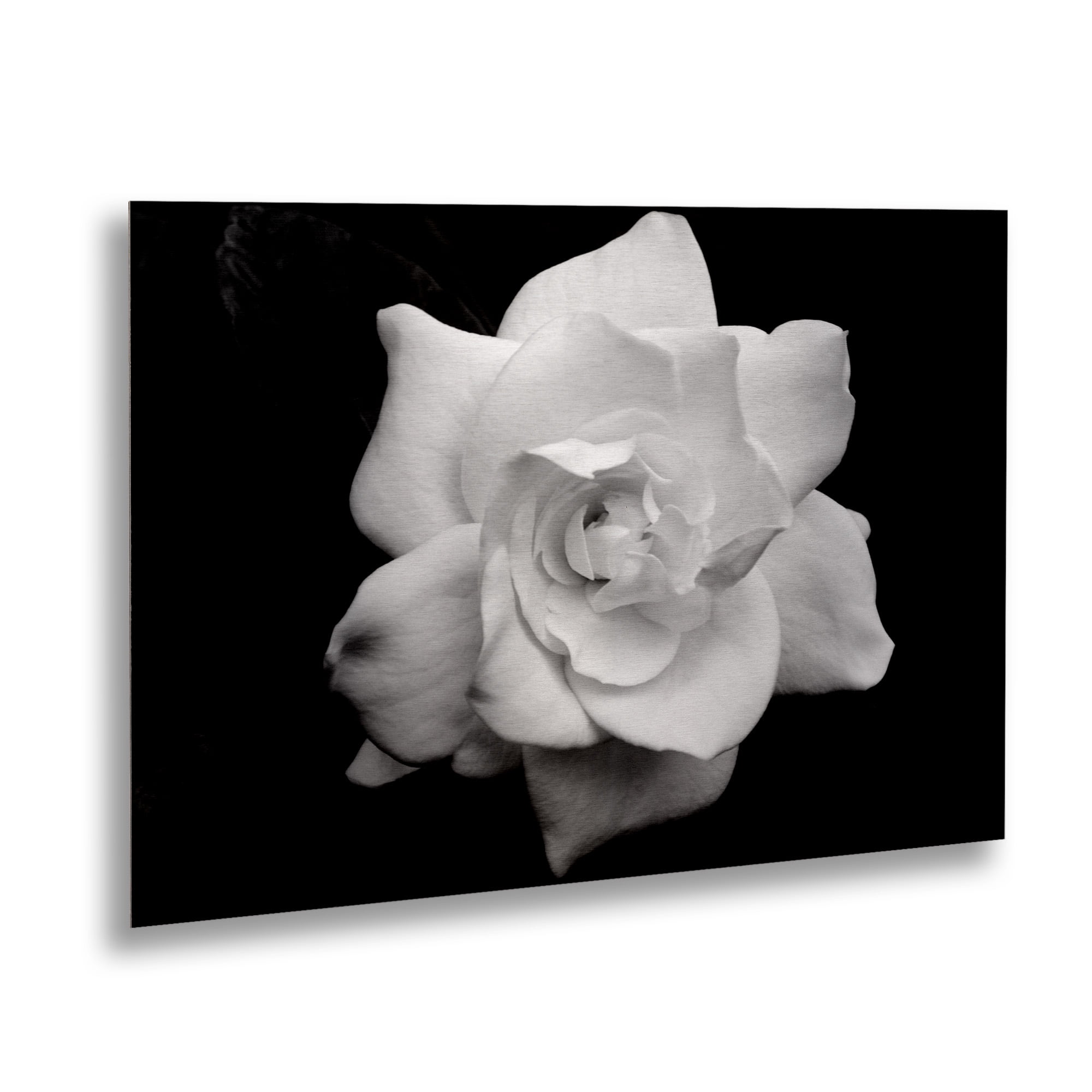 Trademark Fine Art 'Gardenia in Black and White' Brushed Aluminum Wall Art Art by Kurt Shaffer
