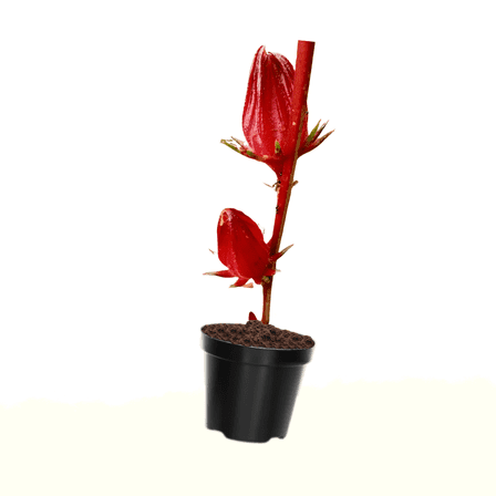 Live Red Roselle Plant in Pot, Vibrant Flower Plant from 8 to 12 Inch Tall