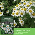 thumbnail image 4 of 5 Packs Feverfew Seeds - Bachelor's Buttons - Non-GMO Heirloom Perennial Herb Full Sun, 4 of 8