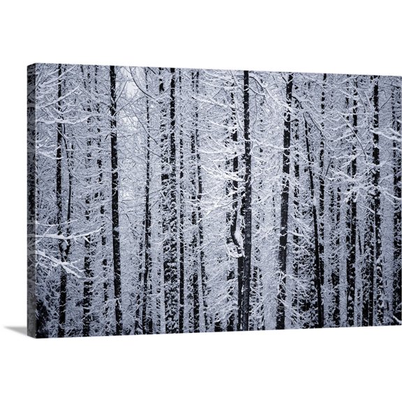 Great BIG Canvas | "Snowcovered Cottonwood Trees Girdwood Southcentral Alaska Winter" Canvas Wall Art - 24x16