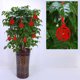 thumbnail image 1 of Conjunto De Decoración Para Año Nuevo Decoración Con Nudos Chinos Para El Festival De Primavera Fortuna Año Nuevo Restaurante Familiar Coche Familiar Árbol Decoración Para El Festival De Primavera, 1 of 3