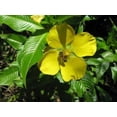 thumbnail image 2 of 1000 Yellow SEEDBOX (Bushy Water Primrose / Rattlebox / False Loosestrife) Ludwigia Alternifolia Flower Seeds, 2 of 5