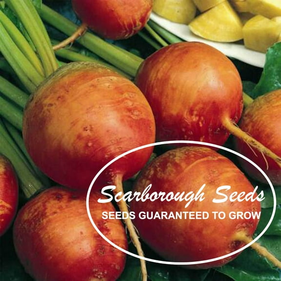 SCARBOROUGH SEEDS 50 SEEDS GOLDEN DETROIT BEETS NON-GMO HEIRLOOM USA