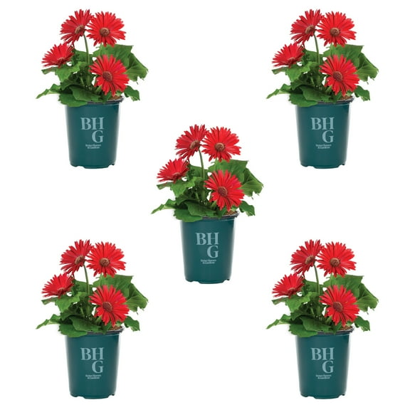 Better Homes & Gardens 1.5PT Red Gerbera Daisy Live Annual Plant Sun 5-Pack