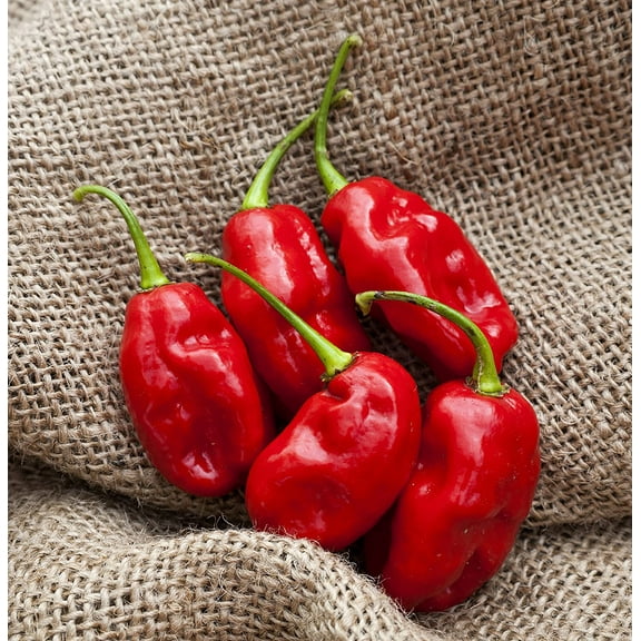 Trinidad Heirloom Pepper Premium Beans Seeds