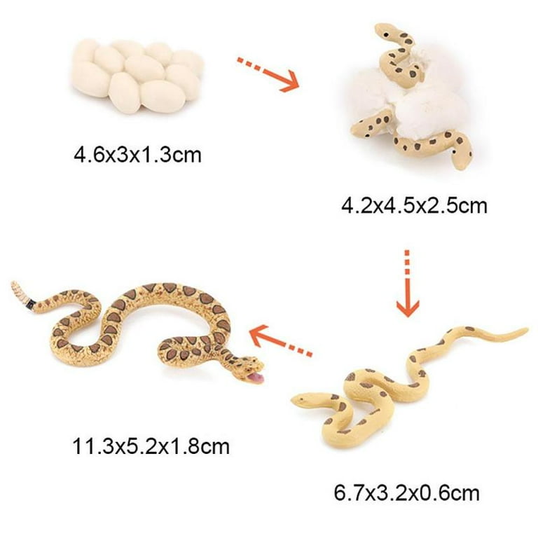 Life Cycle Of A Rattlesnake