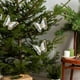 thumbnail image 5 of Uuiauoio 3 pcs Christmas Butterflies Tree Ornaments With Clips, Butterfly Christmas Ornaments Small Cute Christmas Tree Decorations for Indoor Outdoor Holiday Decor Christmas Party Home Decorations, 5 of 7