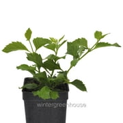 Duranta Species, Dwarf, Sky Flower - 3" (2.6x3.5") Pot - Flowering Plants - incl. Heat Pack