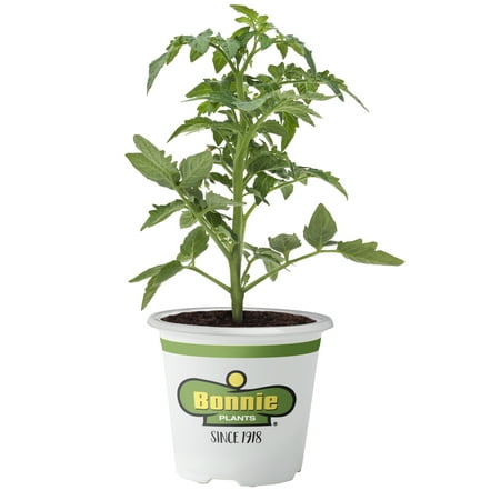 Bonnie Plants Better Boy Tomato (Best Material To Tie Up Tomato Plants)