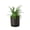 4_FERN_LEMON.BUTTON_PP.BLK.CYL, variant on Fern 'Lemon Button' - Live Air-Purifying Indoor Plant in Nursery Pot – Easy Care, Low Maintenance Houseplant for Home & Office Decor, Natural Air Cleaner, Best for Beginners (4"Pot, NurseryPot)
