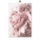 thumbnail image 1 of Rosa peonía tulipanes rosa flor cuadro sobre lienzo para pared minimalista nórdico carteles e impresiones cuadros de pared para decoración para sala de estar Xemadio 1230-1, 1 of 6