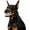 L-Scary Dog Muzzle, variant on Scary Dog Muzzle for Halloween,Hilarious Dog Costume Muzzle with Large Scary Teeth, Halloween Scary Teeth Muzzle for Biting, Chewing and Scavenging(S)