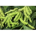thumbnail image 3 of 20 Seeds Edamame BE SWEET SOYBEAN Glycine Max Soy Bean Green / Yellow Vegetable Seeds, 3 of 8