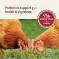 thumbnail image 4 of Manna Pro All Flock Crumbles with Probiotic for Chickens - 1 Bag - 8 lbs., 4 of 10