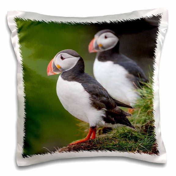 3drose, Europe, Iceland, Westfjords. a Group of Atlantic Puffins on Hillside., 16x16 inch Pillow Case