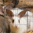 thumbnail image 6 of Cat Cage Piece Cage Dog Playpen Indoor Medium Wire Dog Door Dog Fence Panels Bunny Wire Fencing Door, 6 of 6