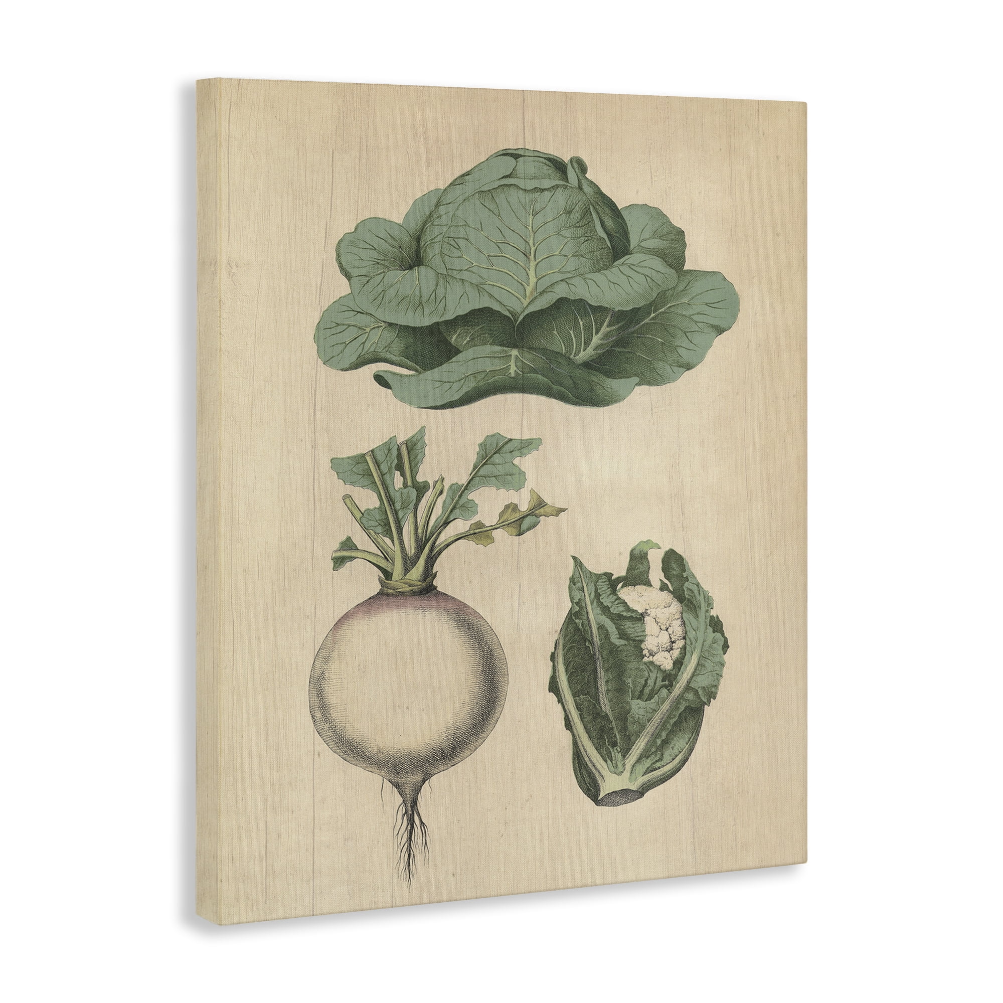 Stupell Industries Vintage Garden Vegetables Food & Beverage Painting Wrapped Canvas Art Print Wall Art, 16 x 20