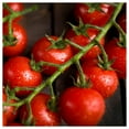 thumbnail image 2 of Everwilde Farms - 1/4 lb Large Red Cherry Heirloom Tomato Seeds - Gold Vault Bulk Seed Packet, 2 of 3