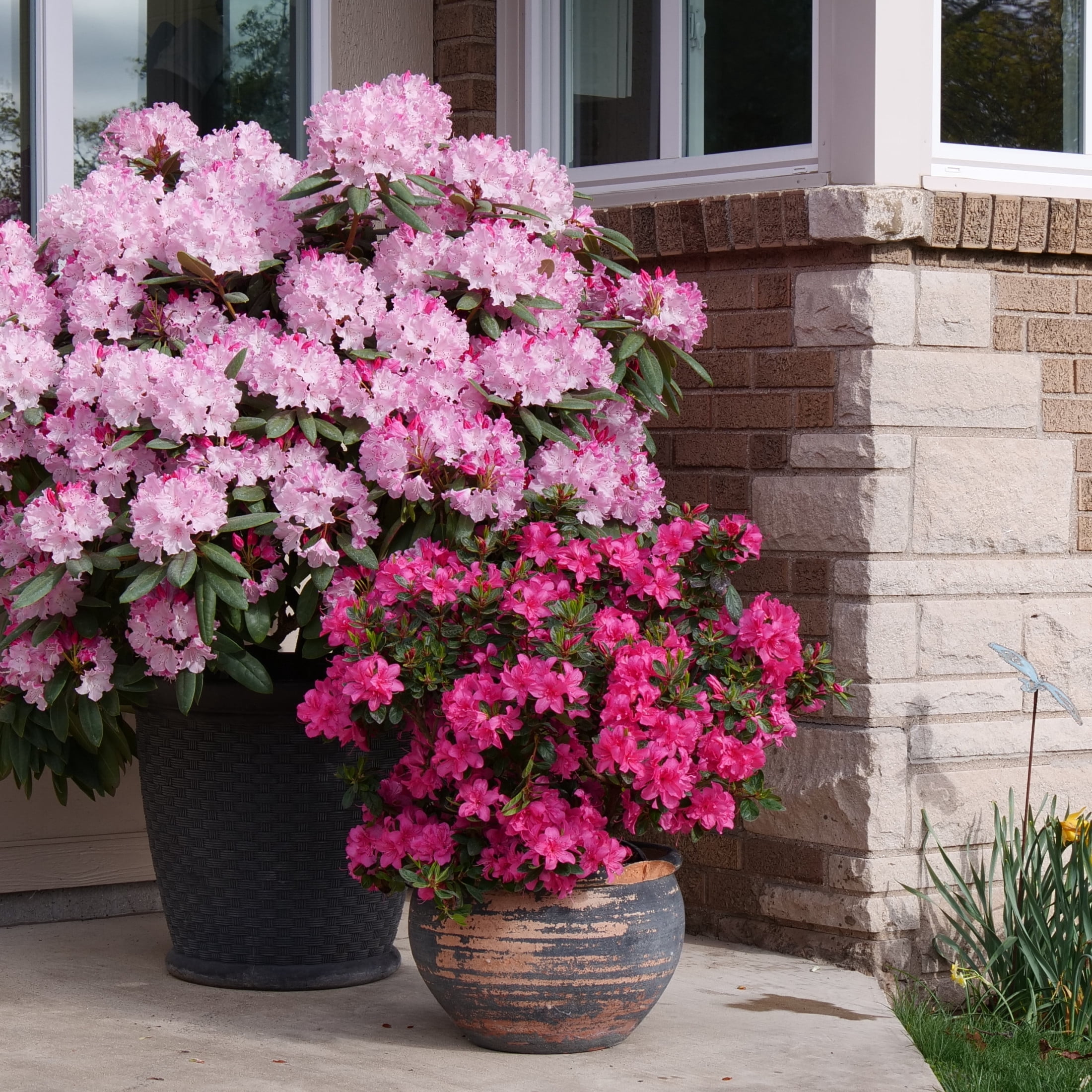 Proven Winners ColorChoice 5" Multicolor Dandy Man Color Wheel Rhododendron Live Plant in 4.5" Pot (4 Count)
