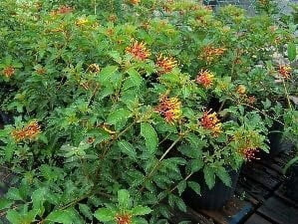 Firebush Dwarf I 3 Live Plants I Hamelia Patens Compactal Vibrant Red-Orange Blooms, Low-Maintenance, Heat-Tolerant, Perfect for Small Gardens and Containers