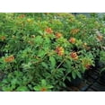 thumbnail image 3 of Firebush Dwarf I 40 Live Plants I Hamelia Patens Compactal Vibrant Red-Orange Blooms, Low-Maintenance, Heat-Tolerant, Perfect for Small Gardens and Containers, 3 of 9