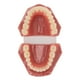 thumbnail image 1 of Modelo de boca dental 28 dientes Modelo de dientes dentales Adultos Simulación de resina de ortodoncia para clínica para dentista ANGGREK Otros, 1 of 8