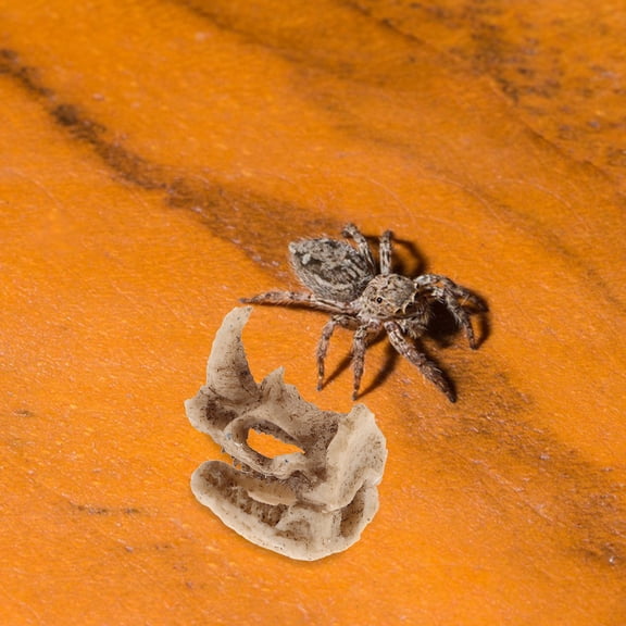 LOLIPPYY Resin Rhino Skull Decor for Small Pets Cave Decorative Landscaping for Reptile Tank 1Pack