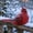 A, variant on Resin Cardinal Bird Figurines,Full Vivid Red Plumage with Hand-Painted Dark Feather Texture,Weatherproof Waterproof Resin Material,Frost and Snow Resistant