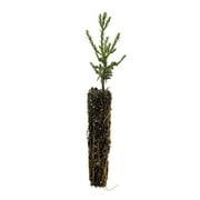 THE JONSTEEN COMPANY Giant Sequoia Small